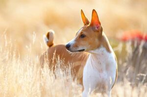 basenji