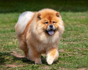 dog breeds