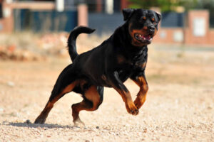 dog breeds
