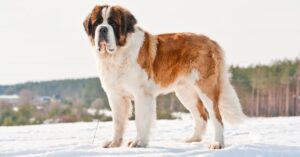 St bernard