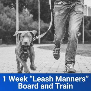 1 Week “Leash Manners” Board and Train