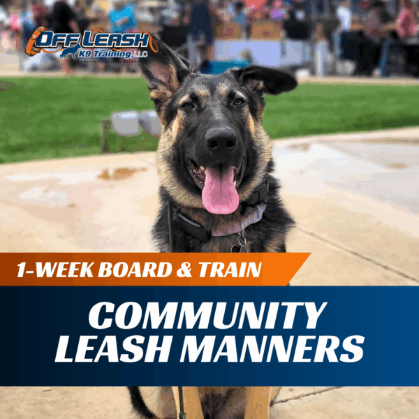 1-Week Board & Train: Community Leash Manners