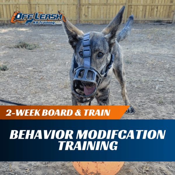 2-Week Board & Train: Behavior Modification Training