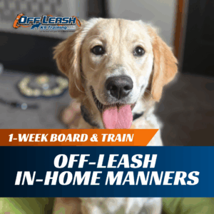 1-Week Board & Train: Off-leash In-Home Manners