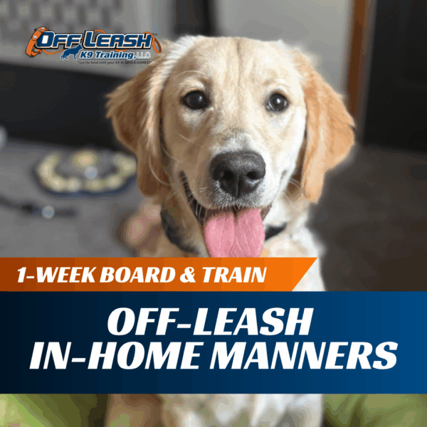 1-Week Board & Train: Off-leash In-Home Manners