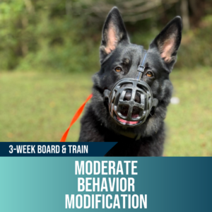 3-week moderate behavior modification board and train, Off Leash K9 Training West Virginia