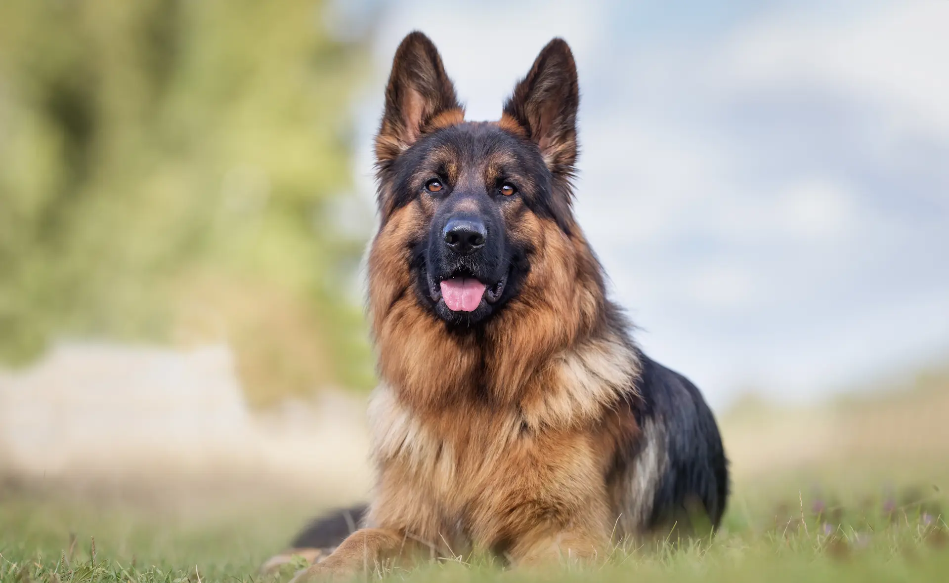 Basic and Advanced Dog Training in West Virginia