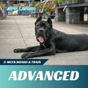 advanced board and train off leash k9 training west virginia