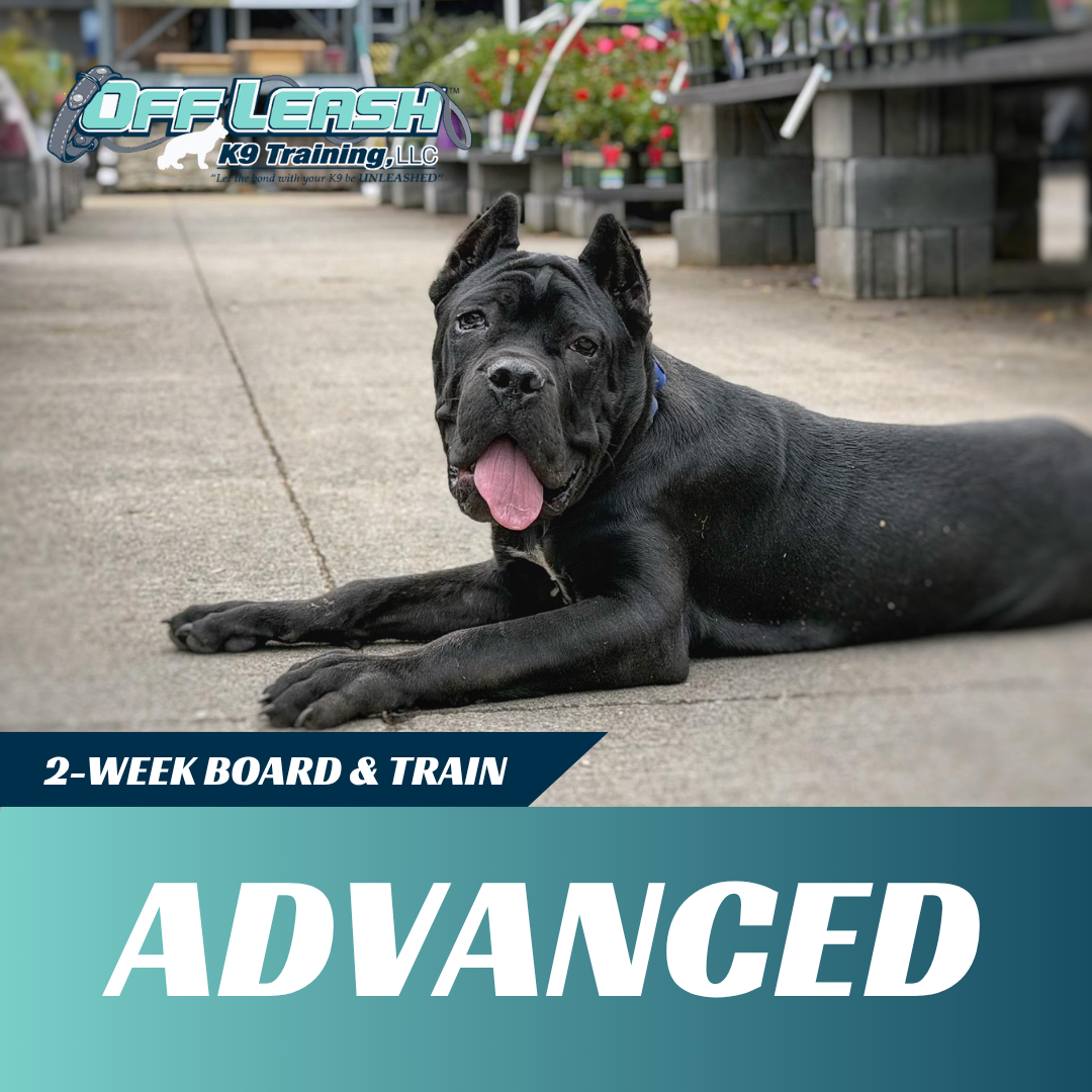 advanced board and train off leash k9 training west virginia
