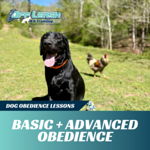 basic advanced obedience lessons off leash k9 training west virginia
