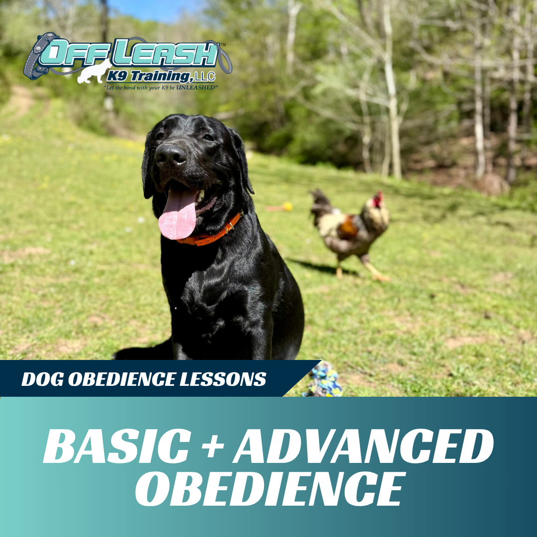 basic advanced obedience lessons off leash k9 training west virginia