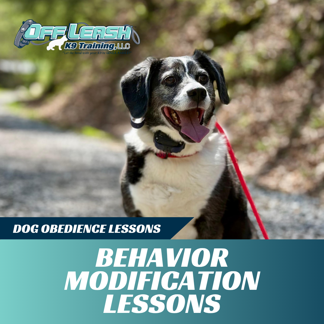 behavior modification lessons off leash k9 training west virginia