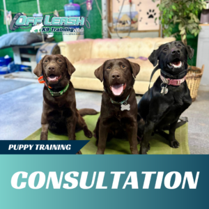 puppy consultation - west virginia