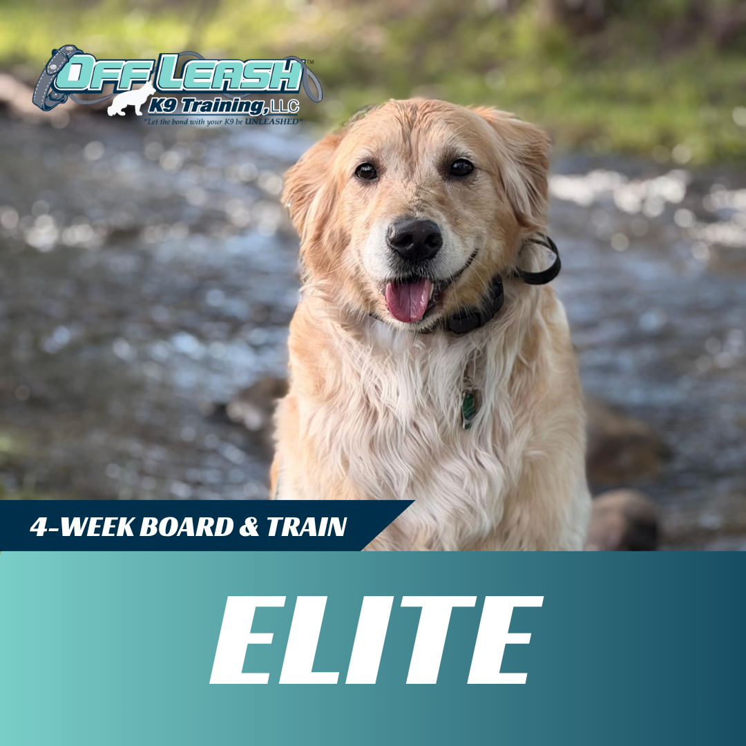 elite board and train off leash k9 training west virginia