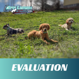 evaluation off leash k9 training west virginia