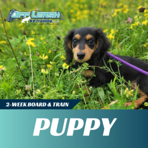 puppy board and train off leash k9 training west virginia