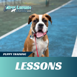 puppy training lessons off leash k9 training west virginia