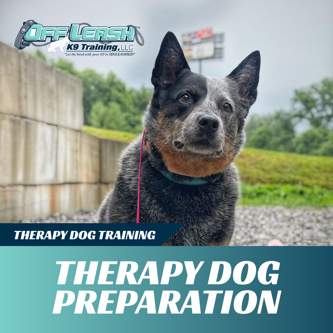 therapy dog preparation off leash k9 training west virginia